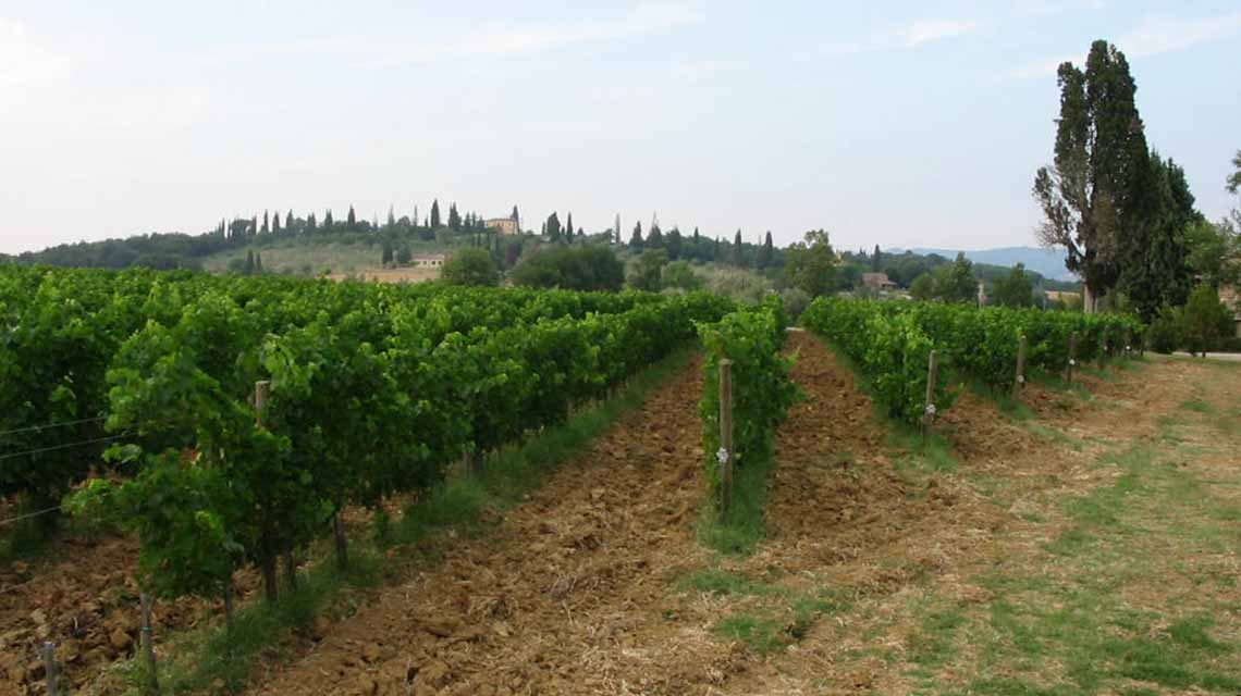 Carpineta Fontalpino vineyards